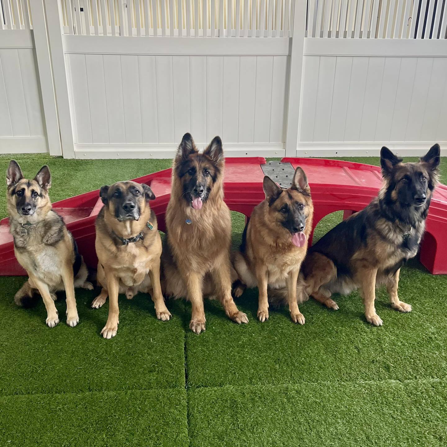 Camp Bow Wow