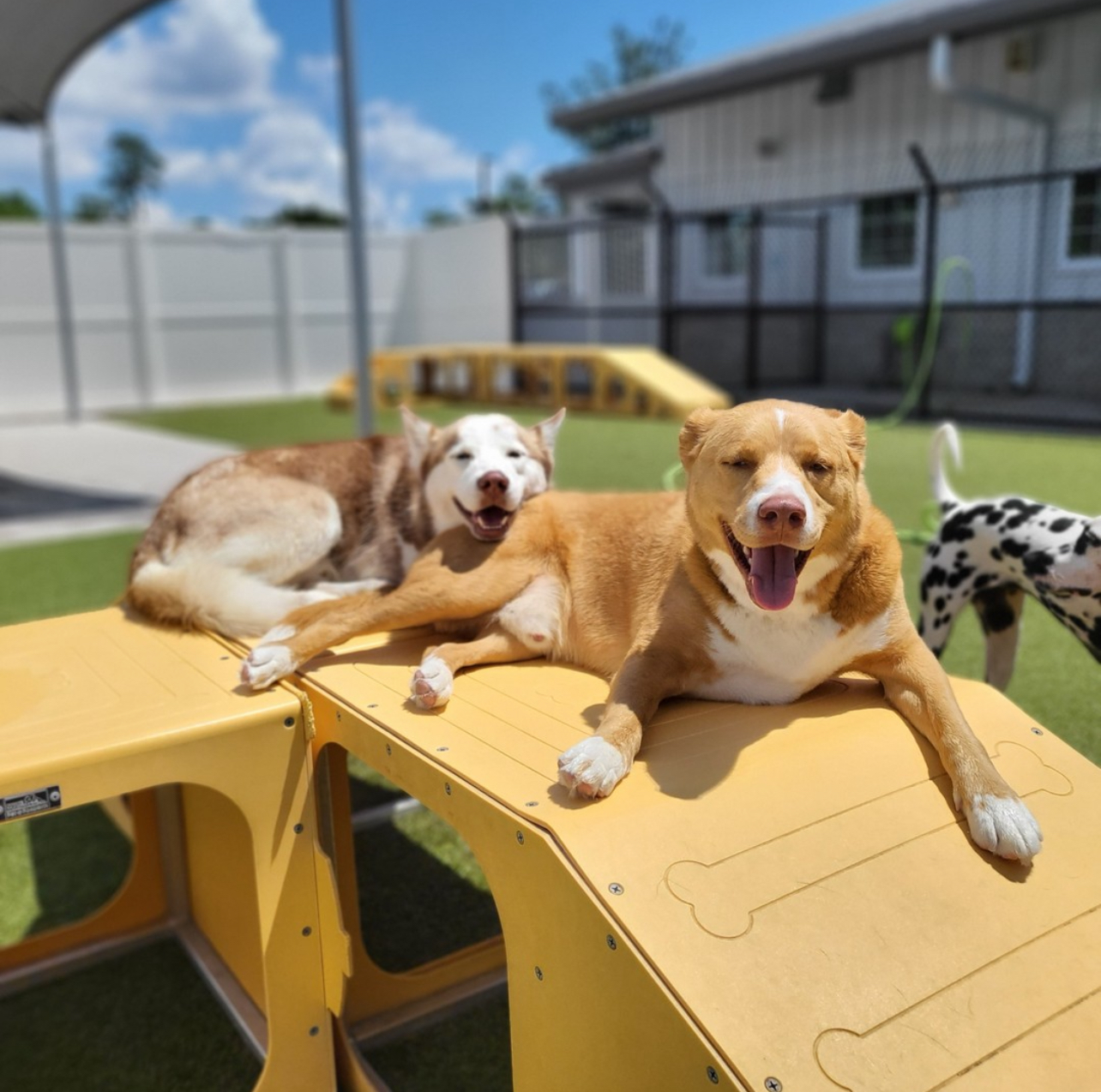 PetSuites